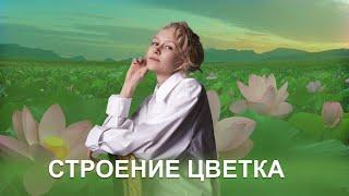 ЦВЕТОК| СТРОЕНИЕ ЦВЕТКА| ГЕНЕРАТИВНЫЕ ОРГАНЫ