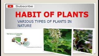 Habit of plants and their types  | Classification of plants | Plant habit  - Botany Mantra
