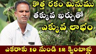 కొత్త రకం మినుము అధిక దిగుబడి | Black Gram దిగుబడి 12 క్వింటాళ్లు | 9290794677 | Sreekaram Farming