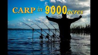 Carp in 9000 acres