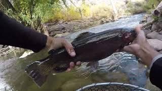 Big Rainbow in the "Middle" Owens River