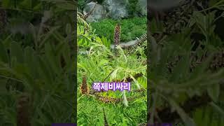 산책길에서 쪽제비싸리 꽃#산책#봄#꽃#나무#싸리#걷기