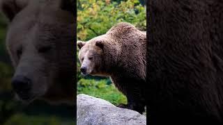 Wildlife Animals | Safari Moments | Forest | Free HD Videos - no copyright footages