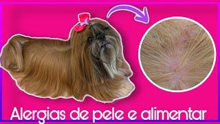 VETERINÁRIO DERMATOLOGISTA - CYTOPOINT - COCEIRA - LAMBENDO AS PATAS - BABALÚ SHIH-TZU