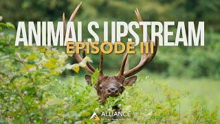 Bull Elk Bugling in the Chesapeake Bay Watershed | Animals Upstream Episode III