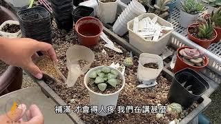 必修課多肉植物 百合科與天章基本知識清根換盆 【 MC多肉園 】