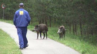 Begegnung Wildschwein und Mensch