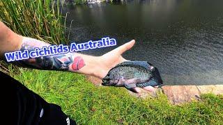 Catching pet store fish in Australia wild cichlids (Jack Dempsey cichlid)