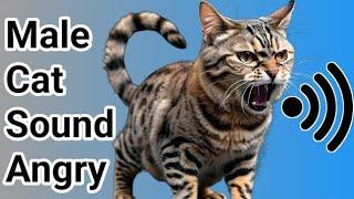 Angry Cat Sounds | Cat Meowing Angry |Crazy Cat Sound | Cat Videos Meowing