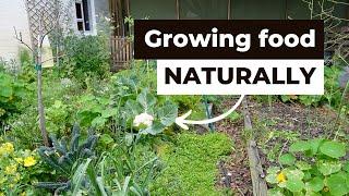 Natural Gardening - Growing plants and vegetables at home