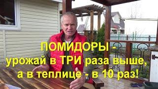 57. Высаживаем помидоры по методу Маслова на троекратный урожай!