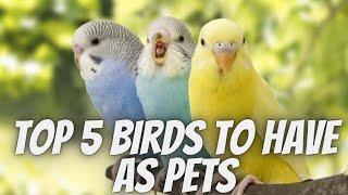 The Top 5 Birds To Have As Pets