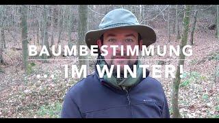 Laubbäume im Winter erkennen? - Knospen-Bestimmung!