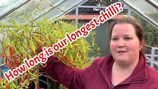 How long is our longest chilli?