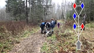 Собачьи упряжки. Драйленд. "Скифы Тур". Карелия 2013. Sled dogs training (dryland). Karelia. Russia