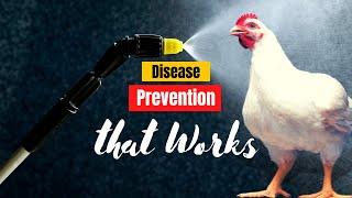 Poultry Disease Prevention, Cleaning and Disinfecting Your Poultry House