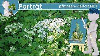 ️ Porträt 086 - Gewöhnlicher Giersch (Aegopodium podagraria) - Wildpflanzen-Steckbrief (Essbar)