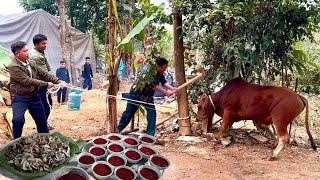 Mổ Bò Rừng, Nhiều Món Độc Lạ Pịa Bò, Thịt Sống Tiết Canh Qúa Nhiều - Nhịp Sống Tây Bắc