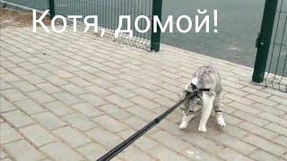 Котя, домой!