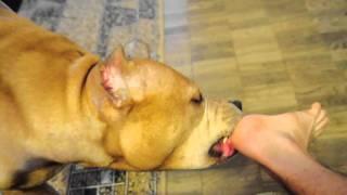 Dog’s pedicure