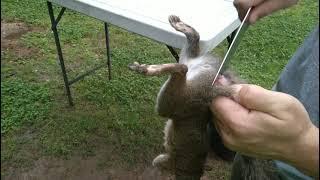 How to Clean and Process a Squirrel FAST & EASY