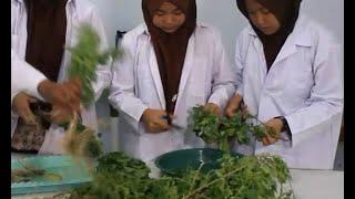 Pelajar di Kudus Sulap Tanaman Liar Jadi Obat Herbal