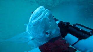 Diving for big snapper in 160 foot of water