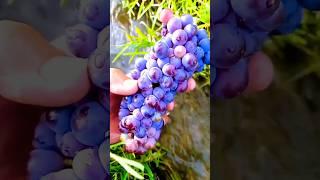 Amazing grapes