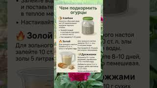 НАТУРАЛЬНАЯ ПОДКОРМКА ДЛЯ ОГУРЦОВ: ХЛЕБ, ЗОЛА И ДРОЖЖИ!