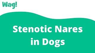 Stenotic Nares in Dogs | Wag!