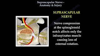 Suprascapular Nerve Anatomy & Injury   Everything You Need To Know   Dr  Nabil Ebraheim