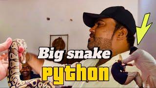 12 feet long snack python at farmhouse rasheed bhai fainted (mian saqib)
