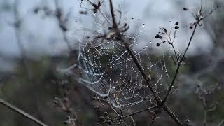 A misty November morning - wonder of spider webs