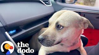 Pregnant Dog Jumps Into Car In Dollar General Parking Lot | The Dodo