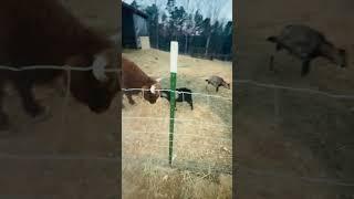 Cow vs goat -DB isn't scared  #fighter  #littlemansyndrome #cow  #goat #highlandcow #farmlife