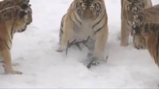 Break - Fat Siberian Tigers Take Down Drone And Then Try To Eat It 1