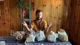 10 Most Common Questions about Mushroom Grow Kits