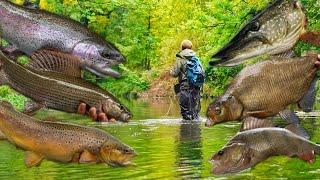 Extreme XXL Fischarten Challenge im winzigen Wiesenbach!!!