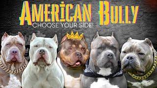 American Bully Sizes - 5 different types, which size is more suitable for you?!
