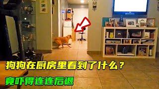 狗狗不知道看見了啥東西，嚇得連連後退，得知真相後讓人直呼意外