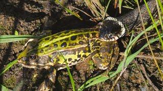 Grass snake trying to eat a frog / Ringelnatter versucht einen Frosch zu fressen