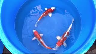 Koi Carp - Marusaka koi Farm Kujaku