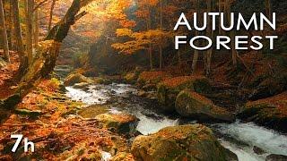 Autumn Forest - River Sounds - Relaxing Nature Video - White Water - HD - 1080p