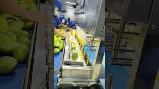 How to peel a mango with machine? Mango Peeling Peeler Machine #mango #mangoes #peeling