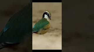 Indian Pitta - in search of food. Navrang bird. The Natural Angle