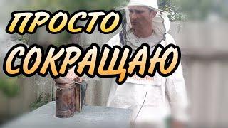 Моя пасека в августе . Сокращаю гнезда на зиму в  пойманных роях.