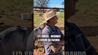 1/2 blood, changing the future of the farm....#agro #livestock #agriculture #farm #minasgerais