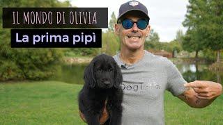 La prima pipì, il mondo di Olivia