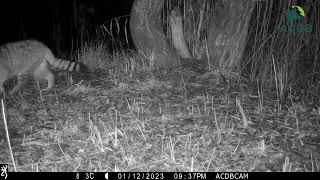 Wild cat (Felis silvestris) hunting