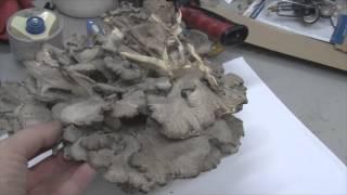 Mushroom Hunting In Illinois October 25th, 2014 - My First Hen Of The Woods "Maitake" Mushroom!